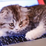 【あのサイトが売れる理由】説得の心理技術
